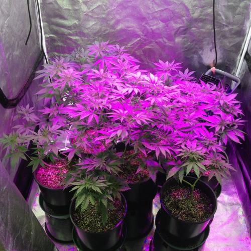 LED Lighted Grow