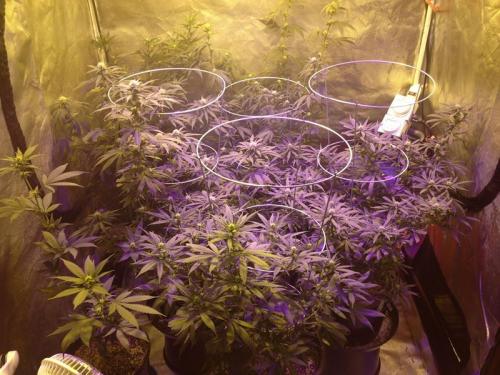 Personal Grow Pic