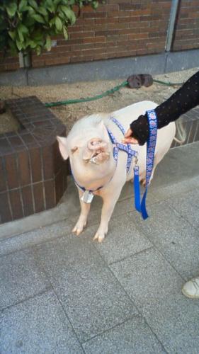 A Pig Getting Walked On My Way To The 7-11 In Nagoya, Japan