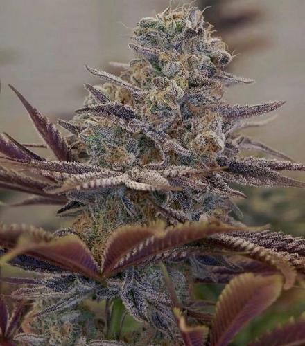 84602736_3441421482592008_2058080228278979634_n