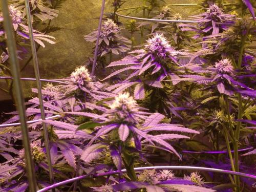 FB_IMG_1507778047022