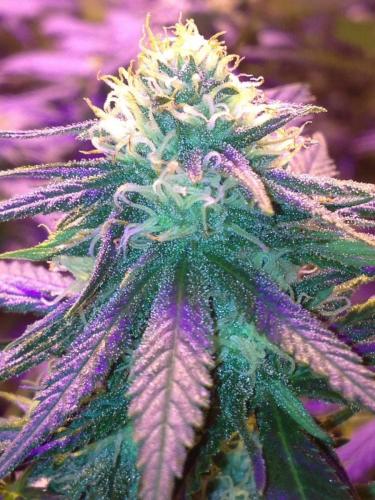 FB_IMG_1507778059729