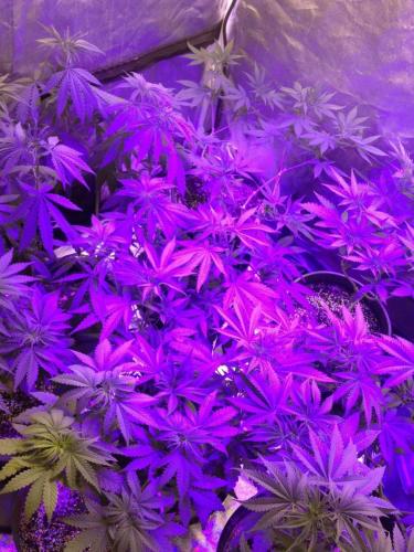 FB_IMG_1507778094870