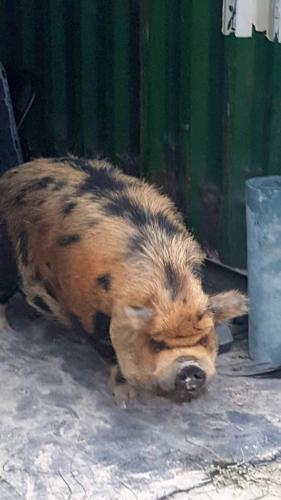 Lumpoc Trim Scene Pig