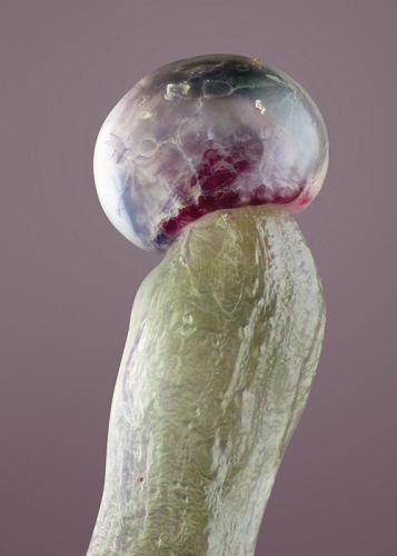 Purple-Pakistani-Chitral